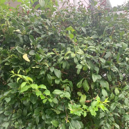 Photo of the plant species Chinese Quince by Elika named Your plant on Greg, the plant care app