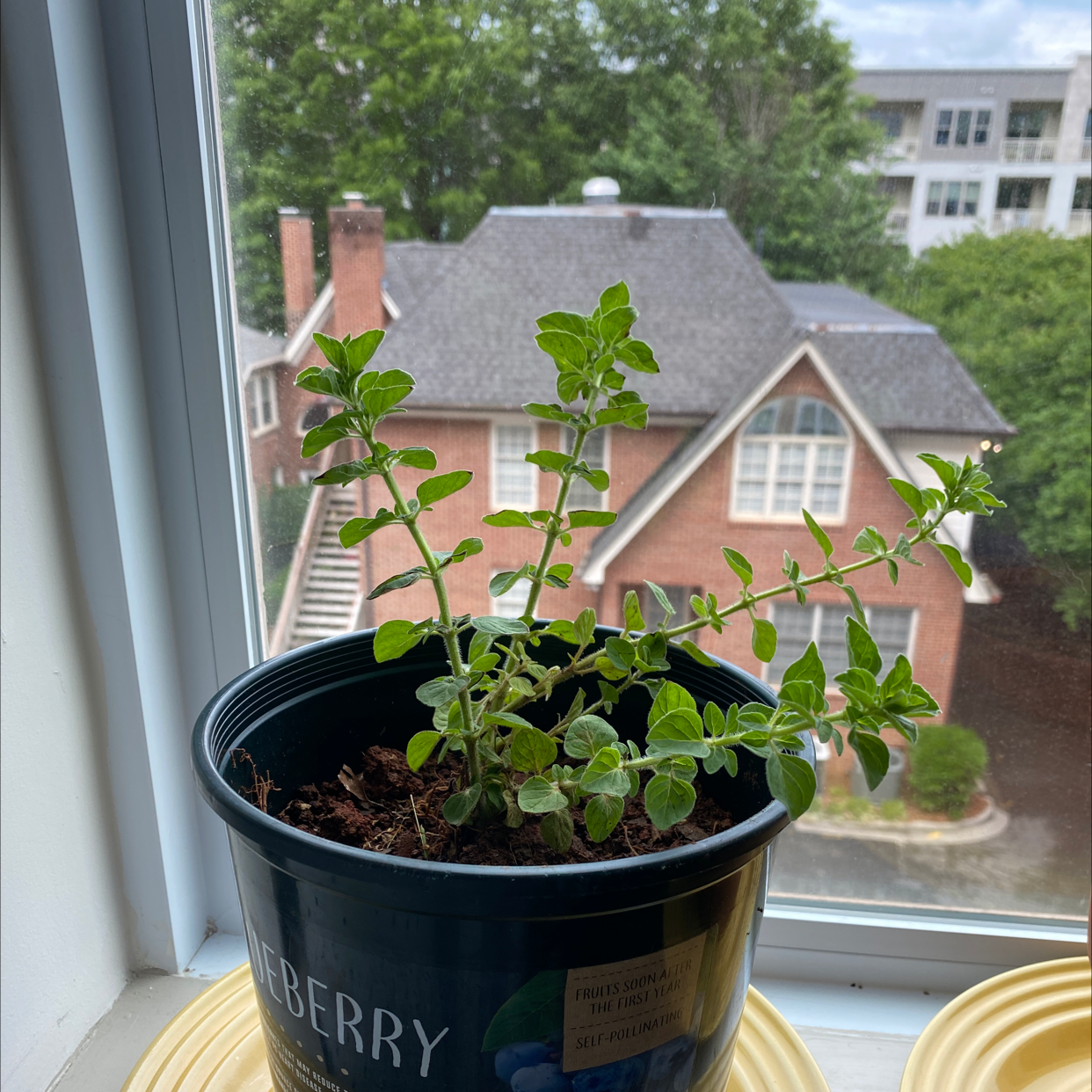 Oregano is Toxic to Cats 🐈