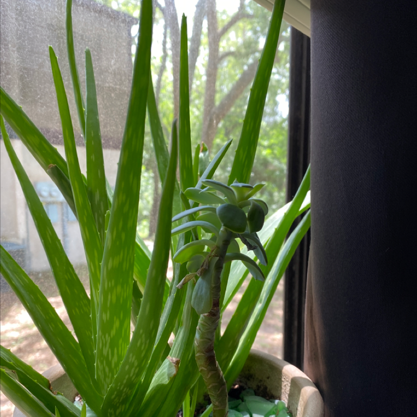 Aloe vera plant photo by Manny named Sol on Greg, the plant care app.