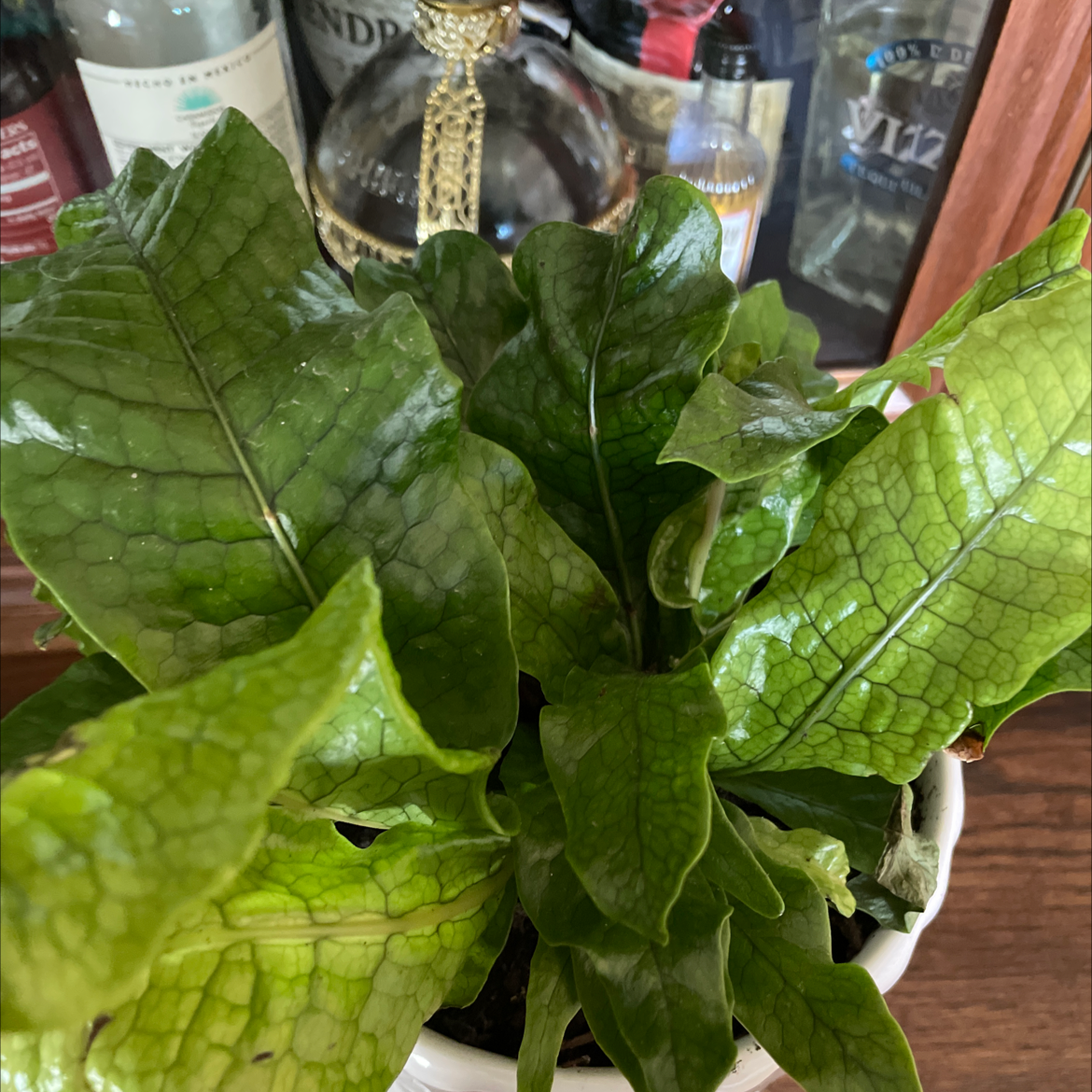 Crocodile Fern with vibrant green leaves and characteristic crocodile-skin pattern.