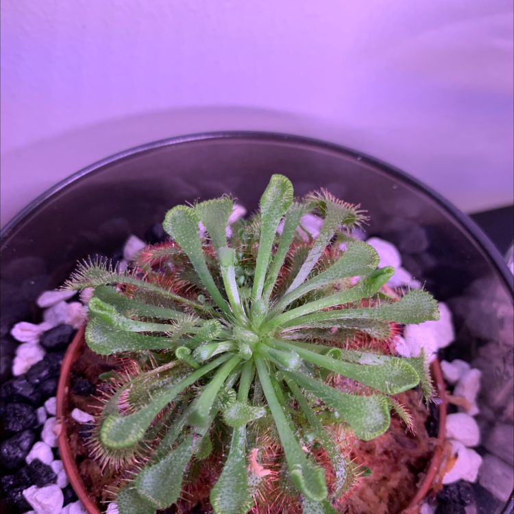 Spoon-Leaved Sundew plant in a pot with visible soil and pebbles.