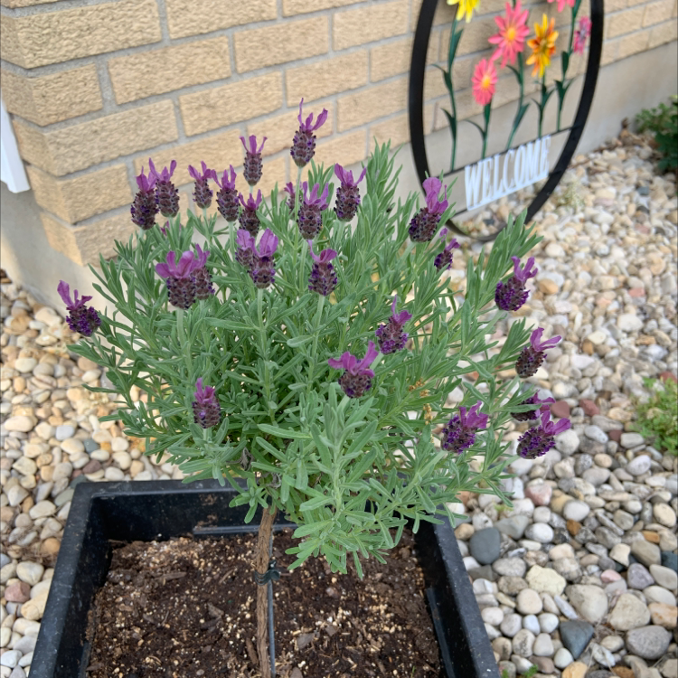 Lavender plant in a pot with healthy green leaves and vibrant purple flowers.