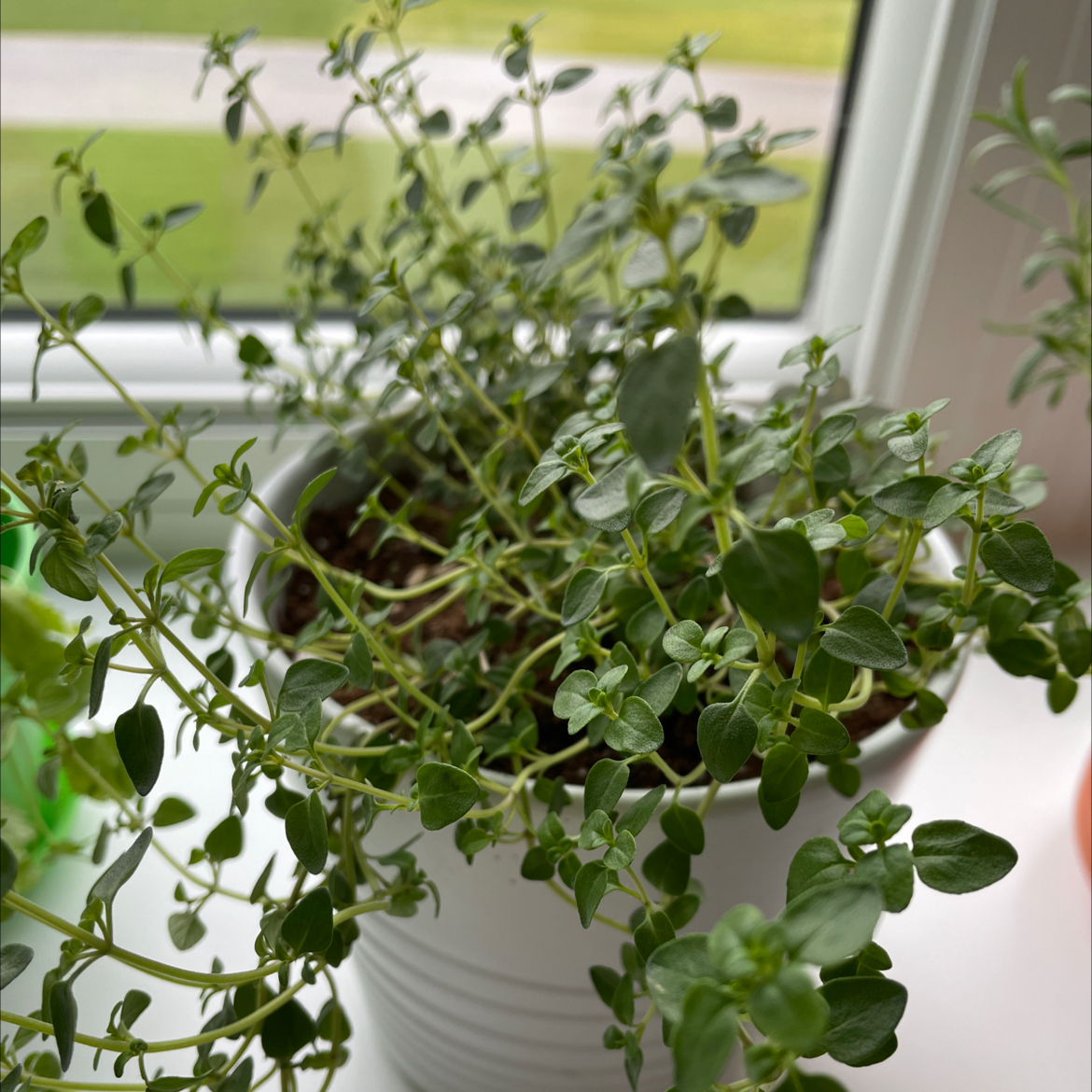 Healthy potted thyme plant with dense green foliage growing on a sunny windowsill.