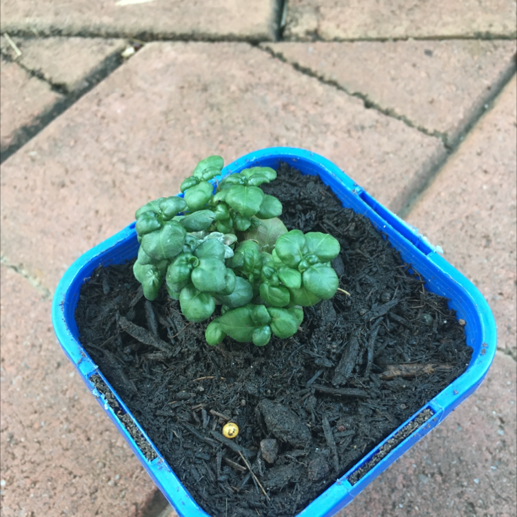 Sweet Basil plant photo by @AmieG named Percy on Greg, the plant care app.