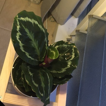 Rose Calathea plant photo by @AmieG named George on Greg, the plant care app.