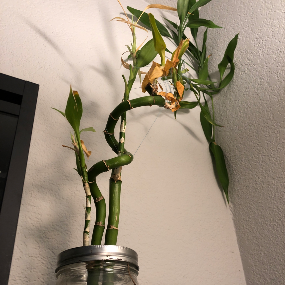 Healthy lucky bamboo plant with twisted stalks growing in water in a large glass jar.