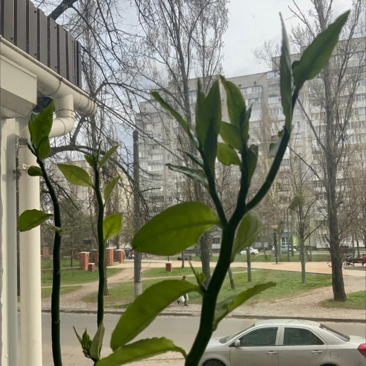 Healthy potted Japanese Poinsettia plant with large green leaves growing indoors by a window overlooking apartment buildings.