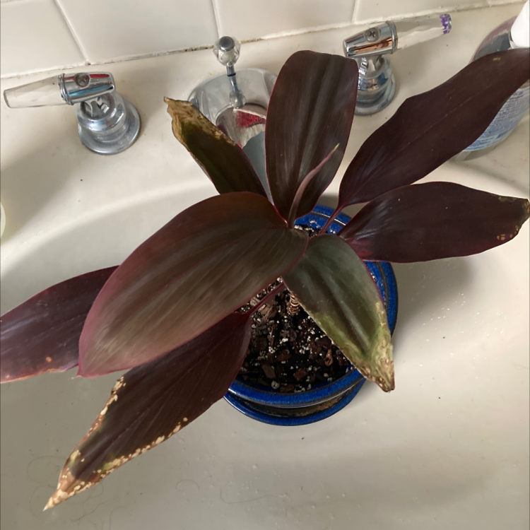 Ti Plant plant photo by Ella named Ti on Greg, the plant care app.