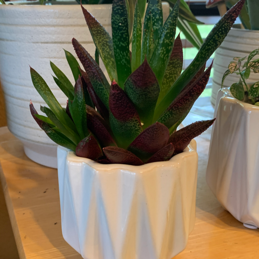 Bredasdorp Gasteria plant in a white geometric pot, healthy with green and dark red leaves.
