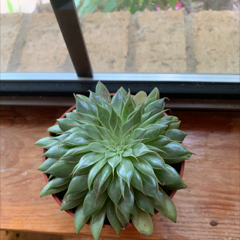 Photo of the plant species Graptopetalum filiferum by Avery named Burst on Greg, the plant care app