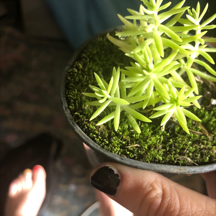 Jenny's Stonecrop plant in a pot with moss-covered soil, held by a hand with black nail polish.