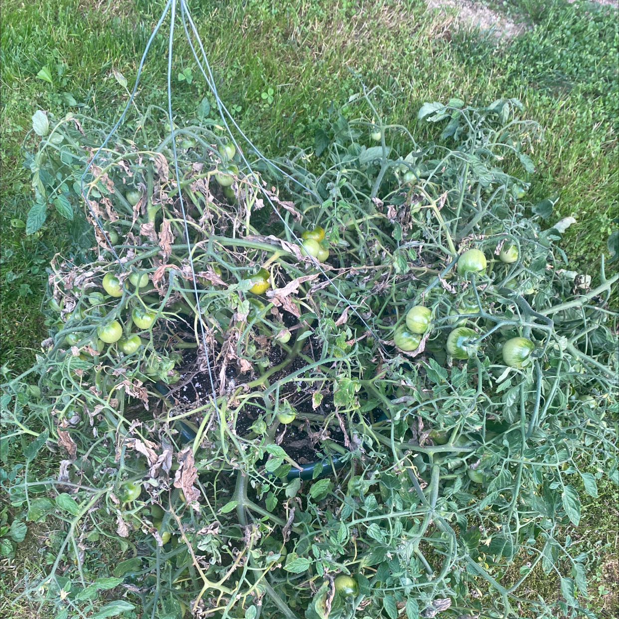 Tomato Plant plant photo by @morgis named tomato plant on Greg, the plant care app.