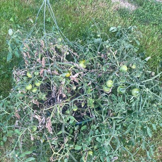 Tomato Plant plant in Freetown, Indiana