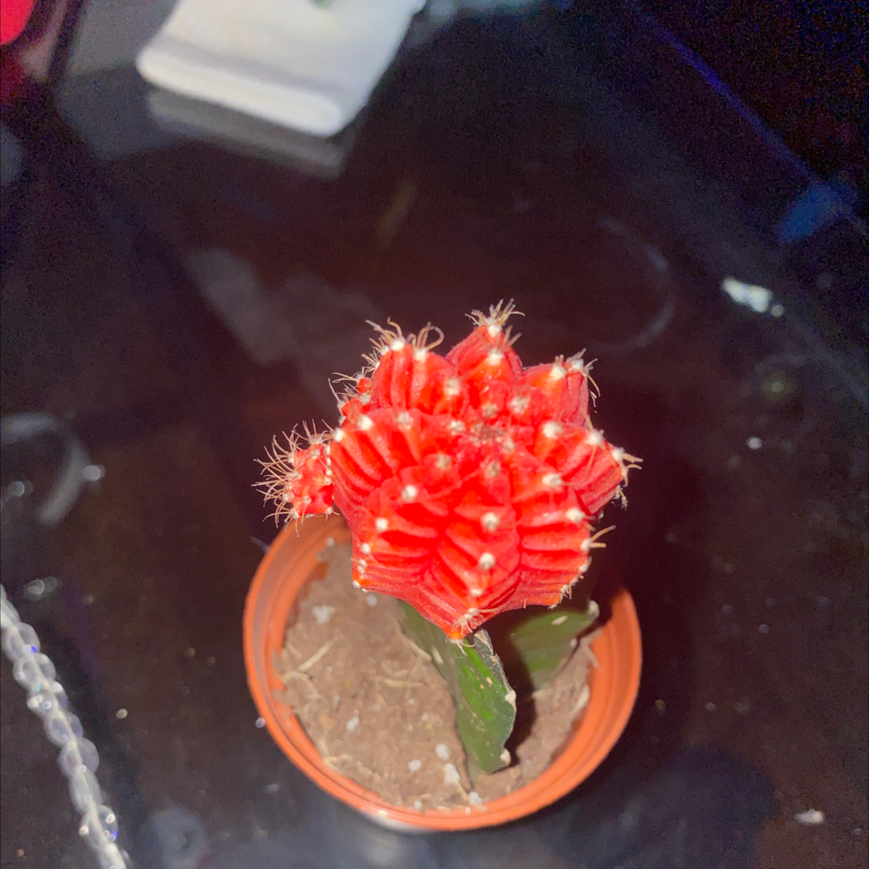 Moon Cactus plant photo by @morgis named morgis on Greg, the plant care app.