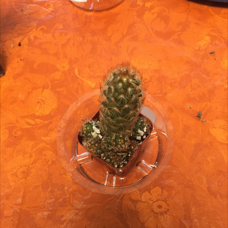 Healthy Lace Hedgehog Cactus in transparent pot on orange surface, with dense white spines and vibrant green coloring.