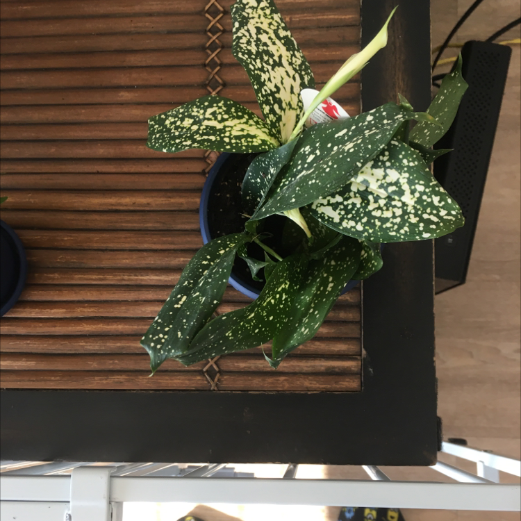 Thriving Gold Dust Dracaena plant with lush green leaves speckled with yellow dots, in a dark pot against a wooden background.