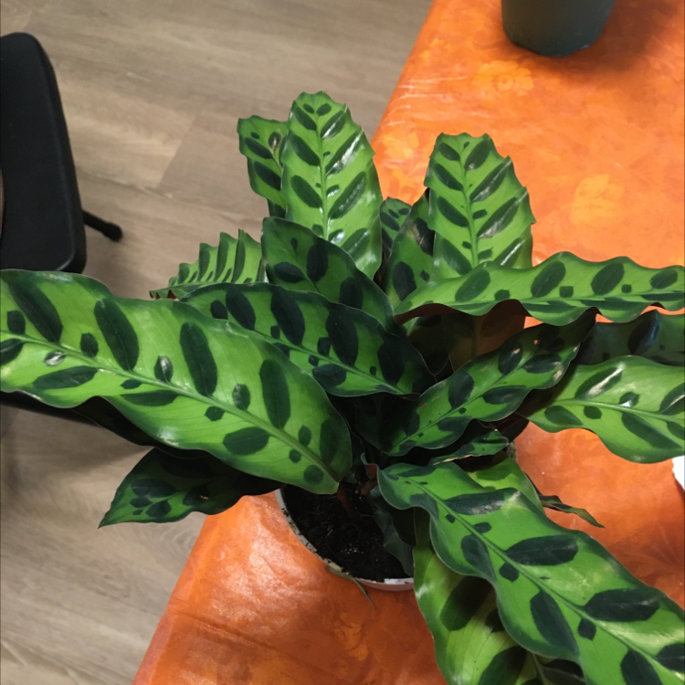 🌞 Light Requirements For Your Rattlesnake Plant by Season