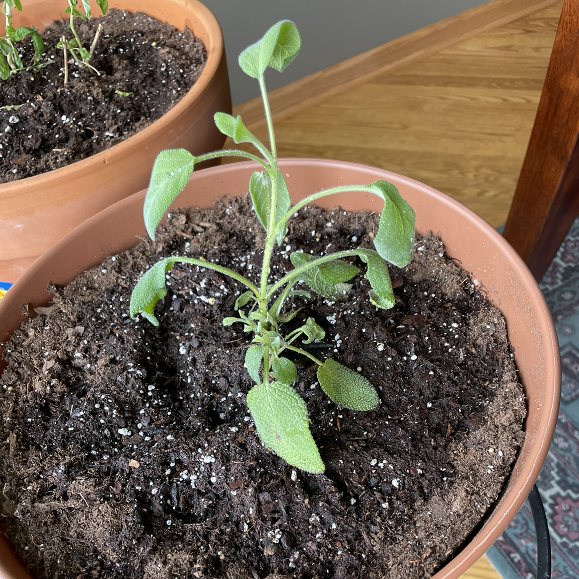 Potted Common Sage plant with visible soil and slightly curled leaves.