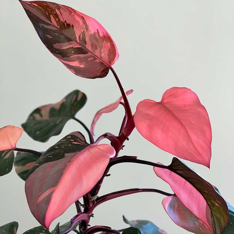 Healthy Blushing Philodendron plant with vibrant pink and burgundy variegated leaves, well-framed against a light background.