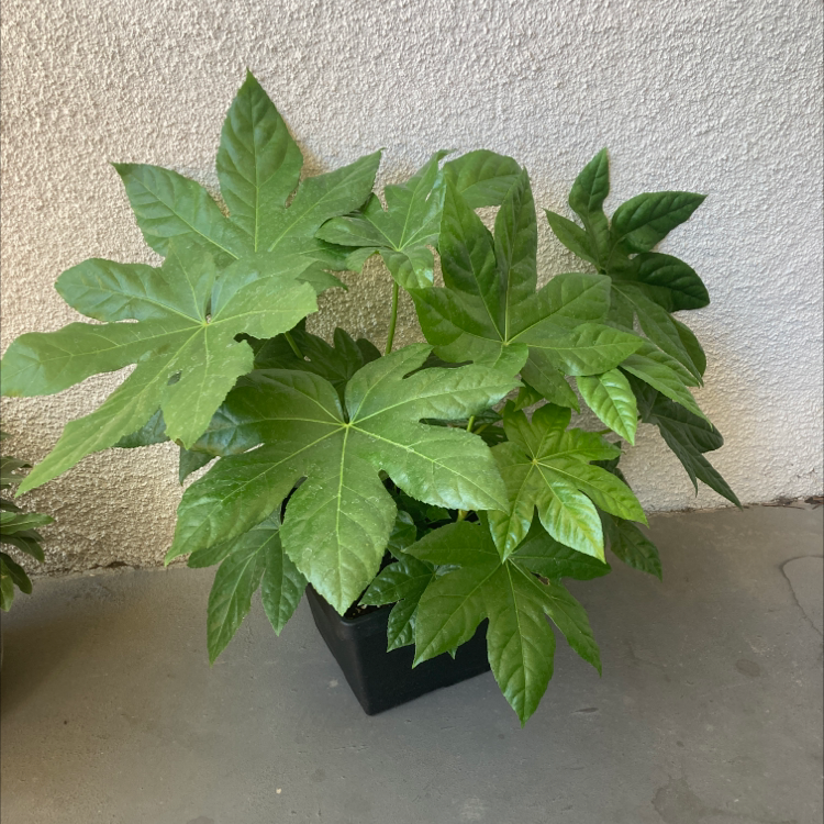Healthy Fatsia plant with large, glossy green leaves in a black pot.