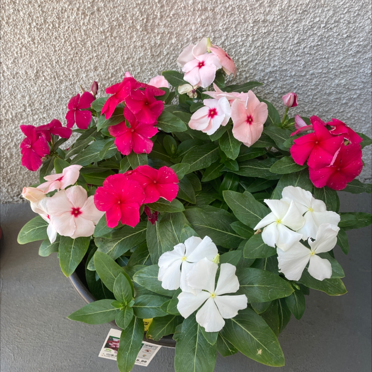 Bright Eyes plant with vibrant red, pink, and white flowers, healthy green leaves.