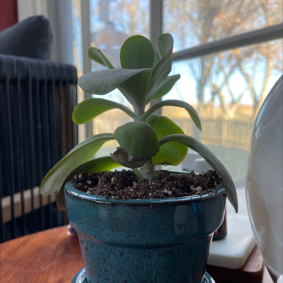 Flapjacks plant in a blue pot with visible soil, well-framed and in focus.