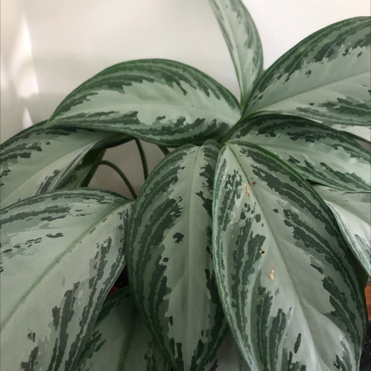 Chinese Evergreen plant photo by @chaoticgardener named Aggie on Greg, the plant care app.