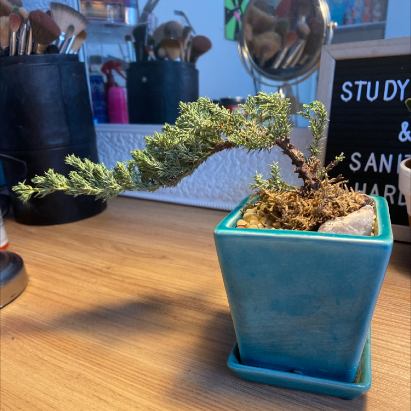Sargent Juniper plant in a blue pot with decorative stones and moss.