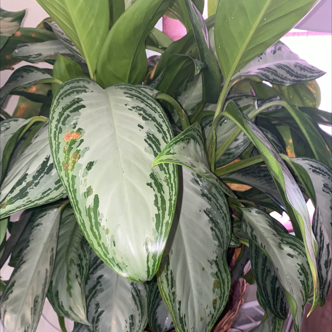 Chinese Evergreen plant photo by @cleob1003 named rodger on Greg, the plant care app.