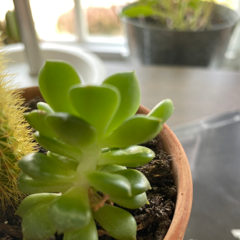 Palmer's Sedum Is Not Toxic To Dogs 🐶