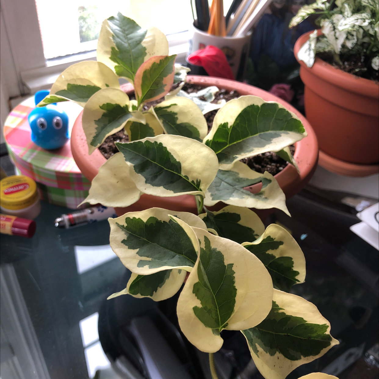 Variegated Bougainvillea plant with green and cream-colored leaves in a pot on a desk near a window.
