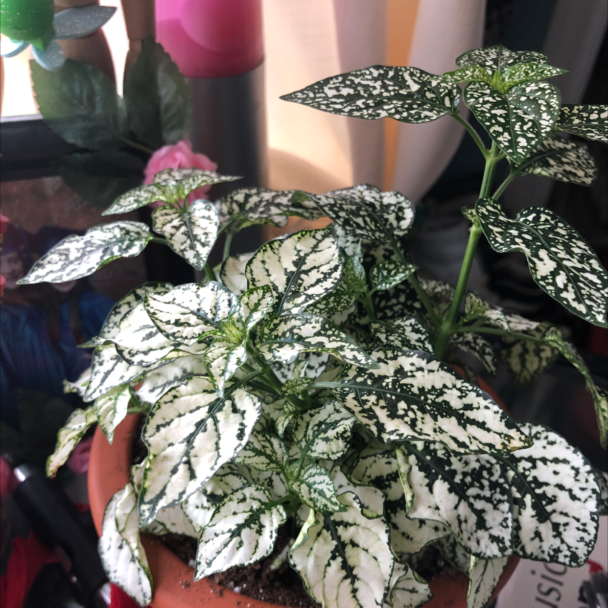 Polka Dot Plant plant photo by @Cmoney named Gobi on Greg, the plant care app.