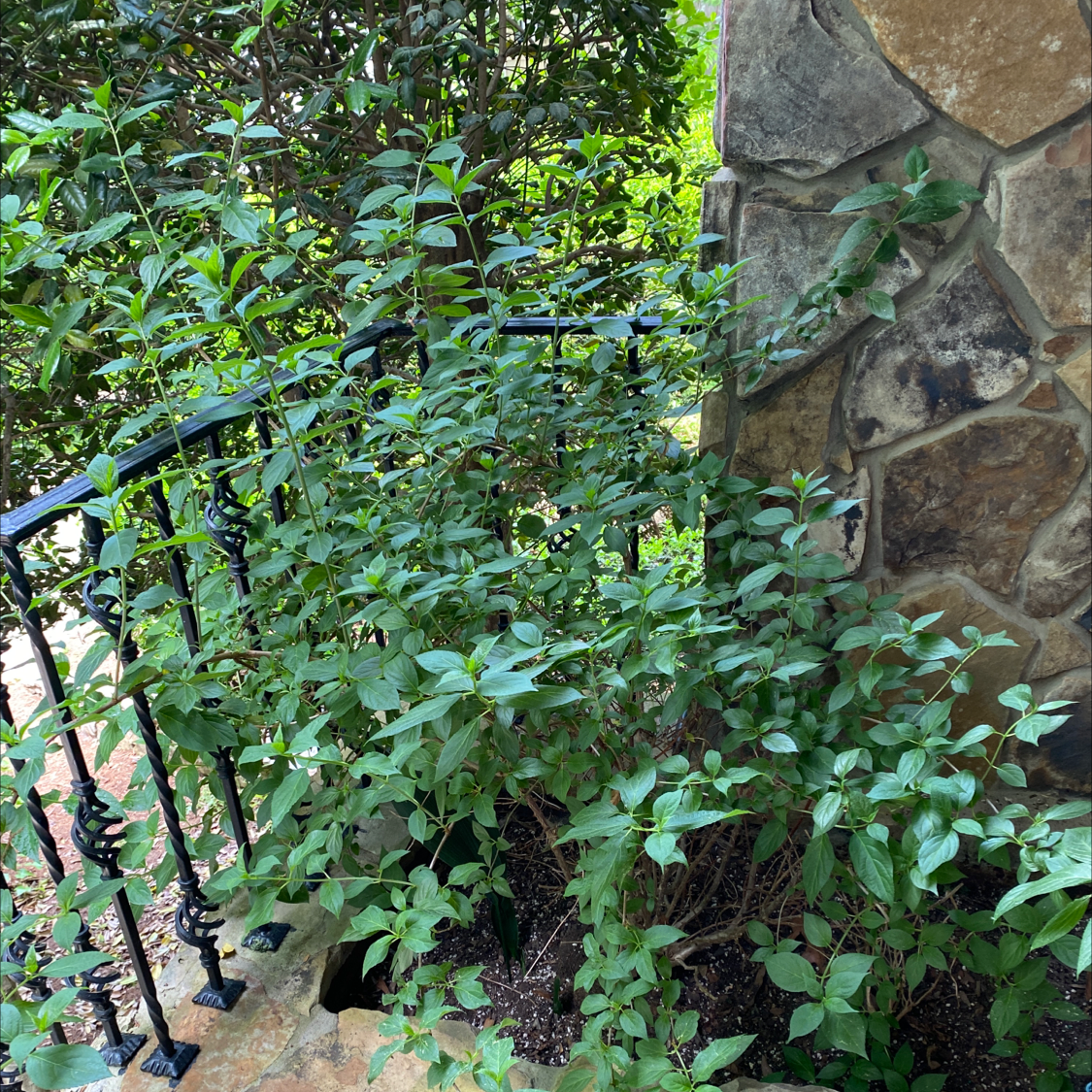 Panicle Hydrangea plant growing next to a stone wall and black metal railing.