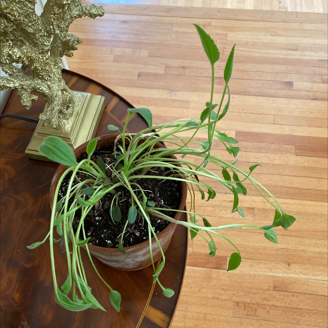 Photo of the plant species Purple Coneflower by @cdc named Ulysses S Plant on Greg, the plant care app