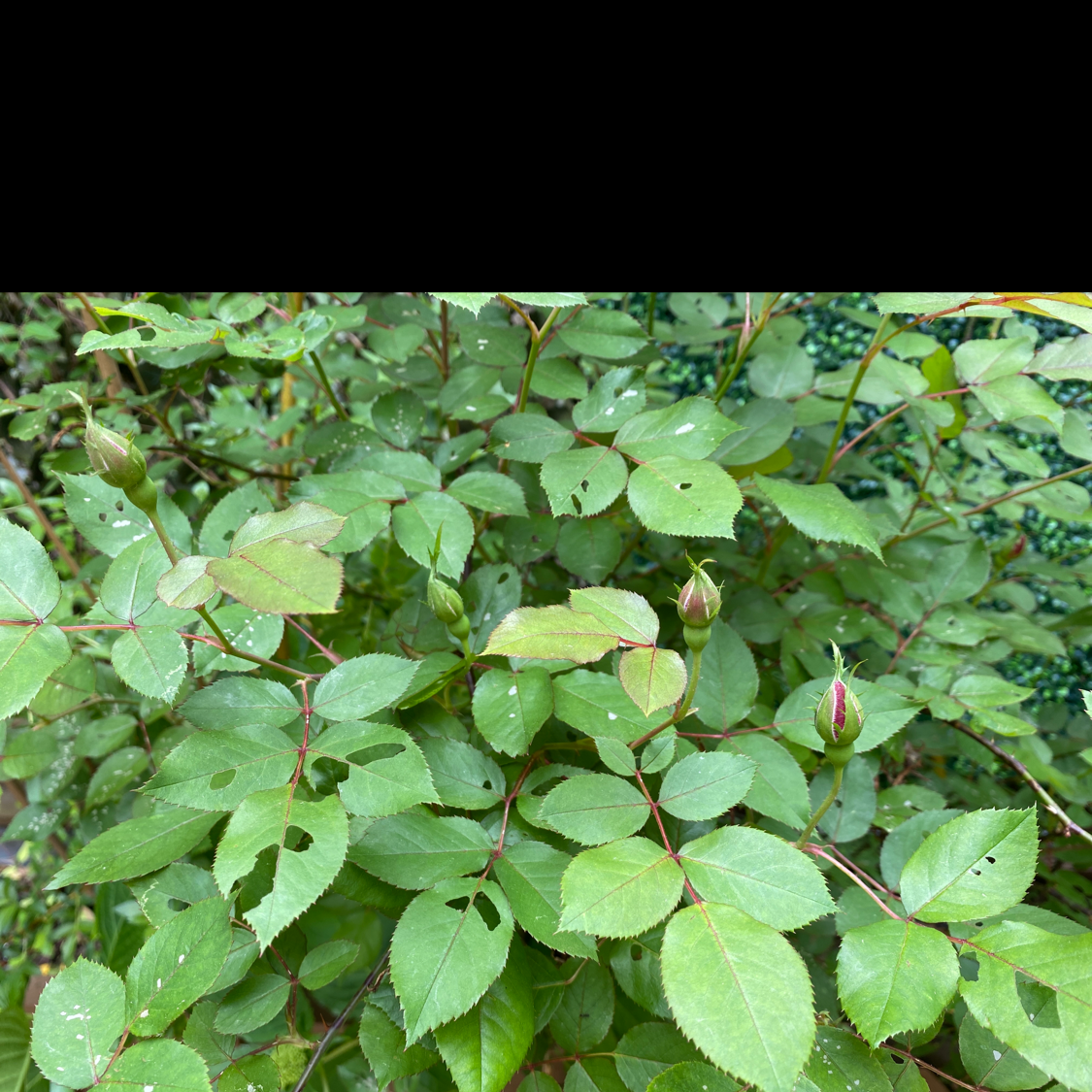 Photo of the plant species Redleaf Rose by @cdc named Struggle Bus on Greg, the plant care app
