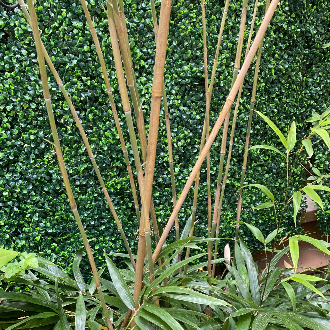 Common Bamboo plant with tall stalks and green leaves in a garden setting.