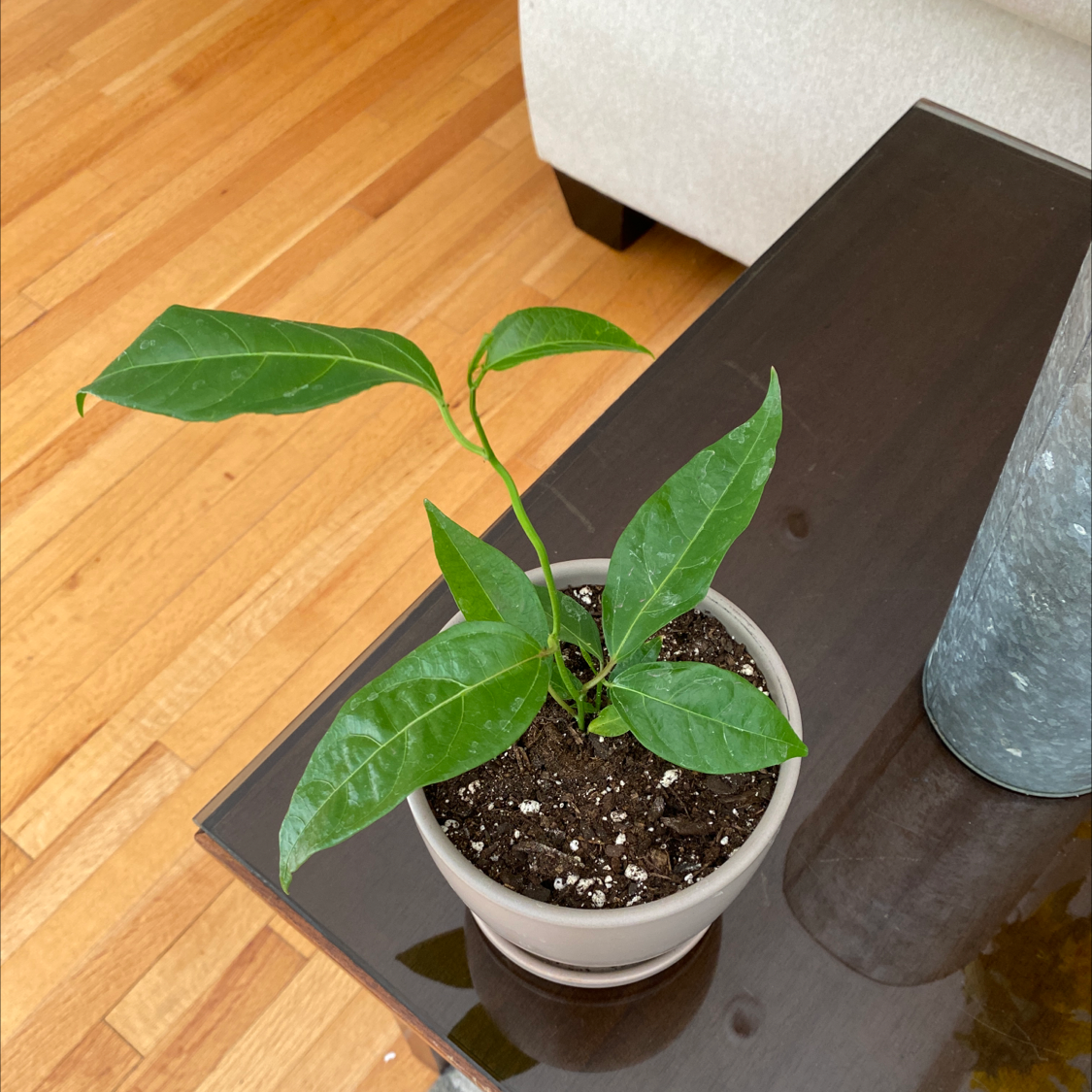 A young Passion Fruit plant in a pot on a table with visible soil.