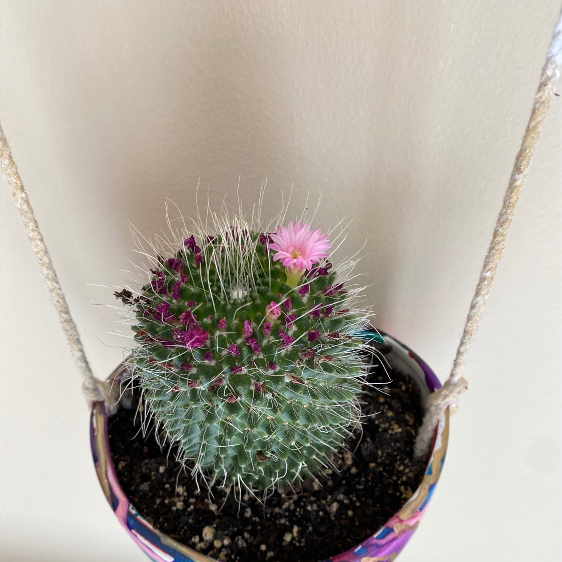 Spiny Pincushion Cactus in a hanging pot with a pink flower and visible soil.