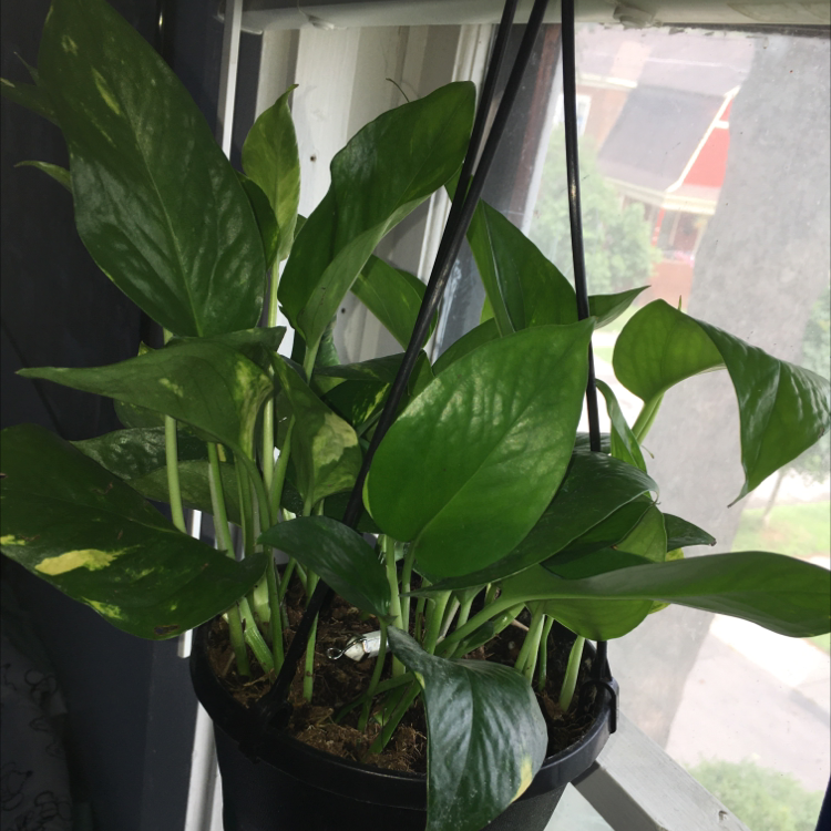 Taro Vine plant photo by @a.oaks05 named Scarlet on Greg, the plant care app.