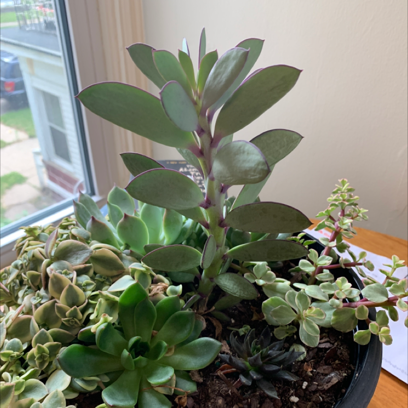 Lucky Plant plant photo by @taylorgrace named the cacti on Greg, the plant care app.