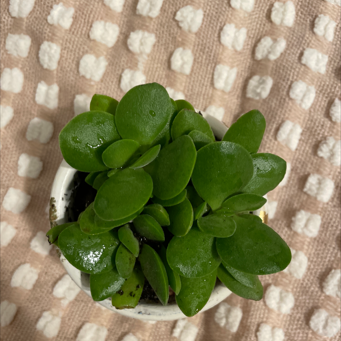 Photo of the plant species Crassula 'Burgundy' by @Mpull named Willow on Greg, the plant care app