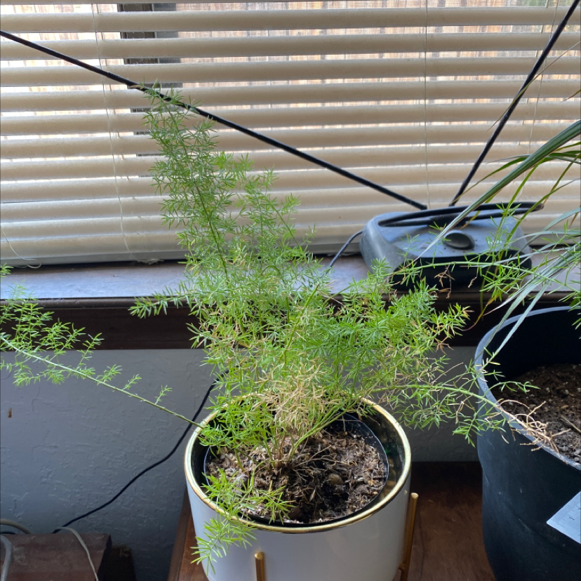 Potted Sprenger's Asparagus plant indoors near a window, with some yellowing leaves.