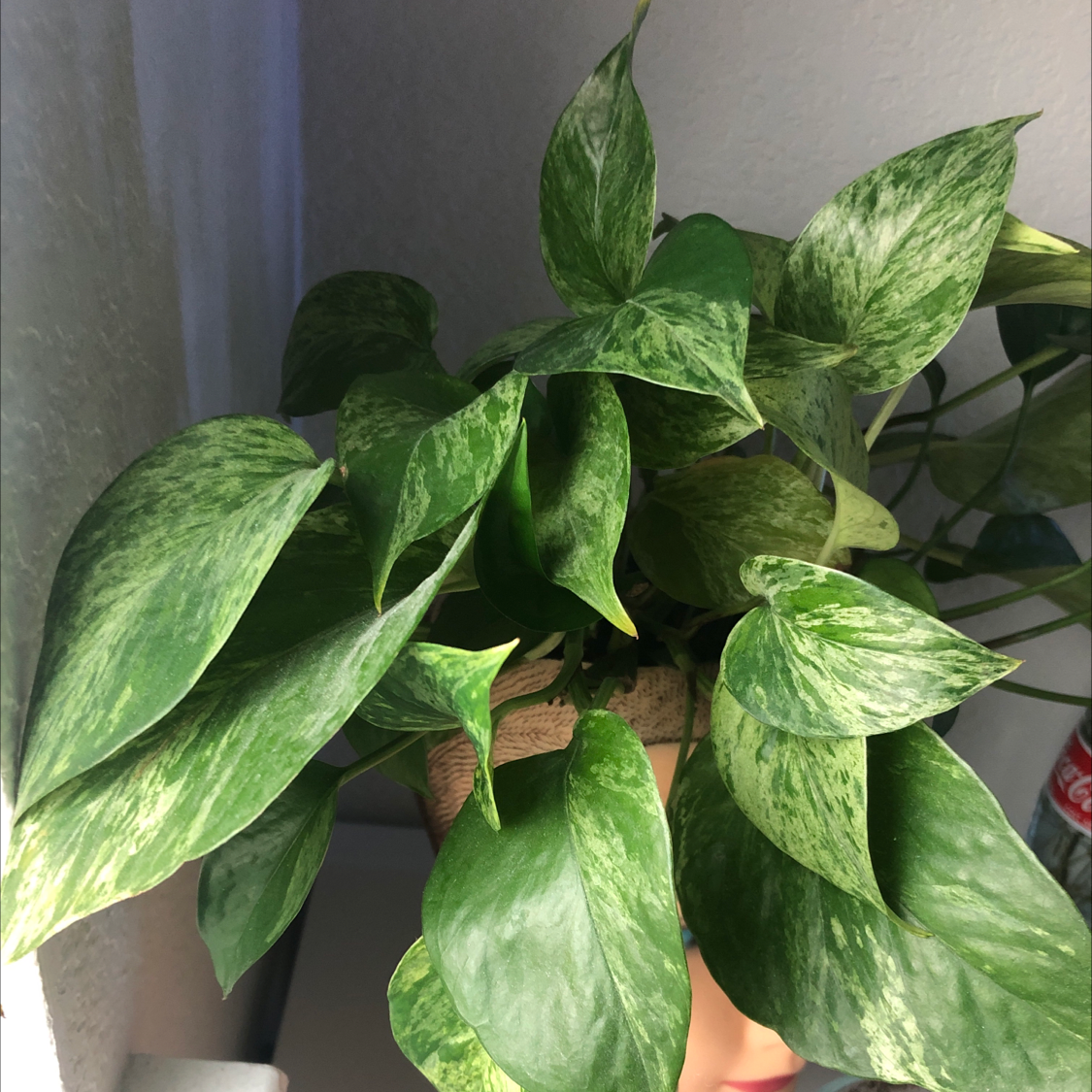 Taro Vine plant photo by @econ named Deborah on Greg, the plant care app.