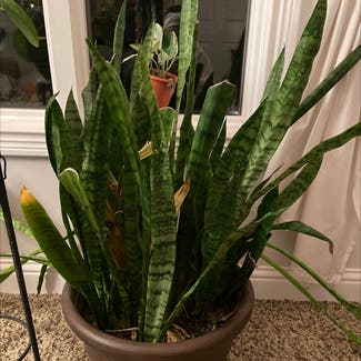 Snake Plant plant in Georgetown, Ohio