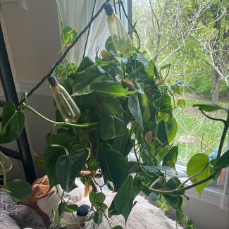Heartleaf Philodendron plant in Georgetown, Ohio
