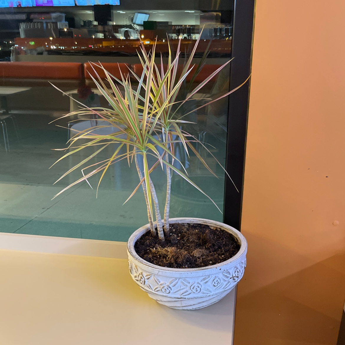 Dragon Tree plant photo by @love.gabby named Dean the Dunkin Tree on Greg, the plant care app.