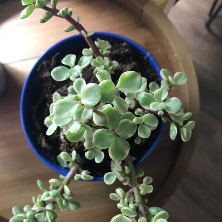 Elephant Bush plant photo by @girlboss named chuncky on Greg, the plant care app.