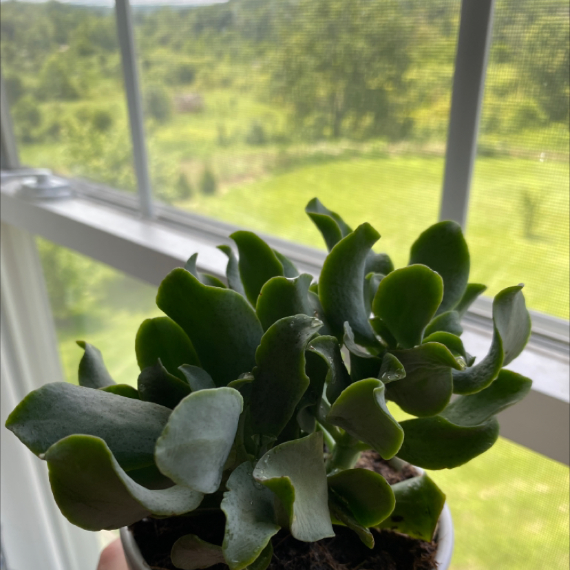 Ripple Jade plant photo by @girlboss named roast beef on Greg, the plant care app.