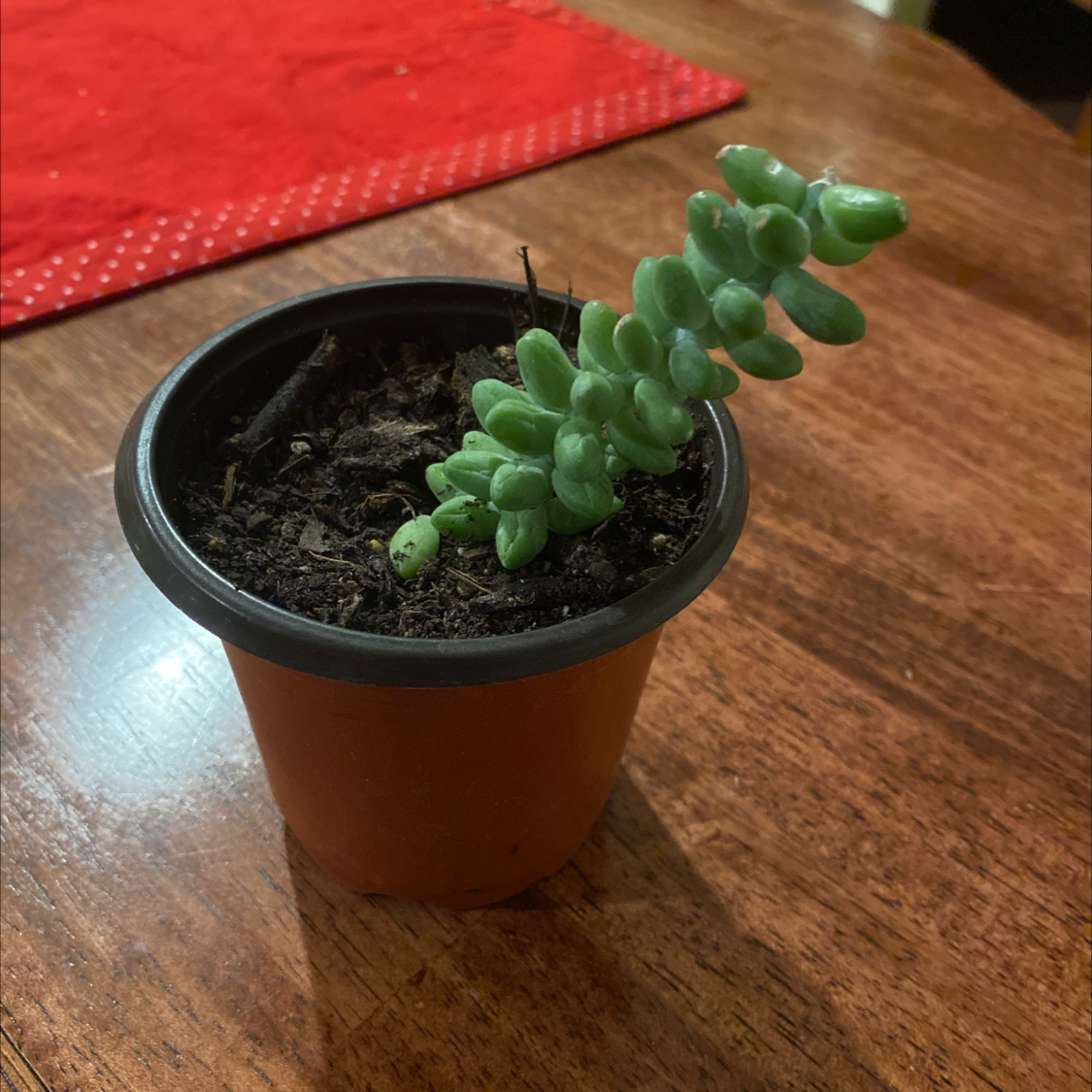Close-up of a healthy Burro's Tail succulent plant with plump green teardrop-shaped leaves spiraling along trailing stems in a brown plastic pot.