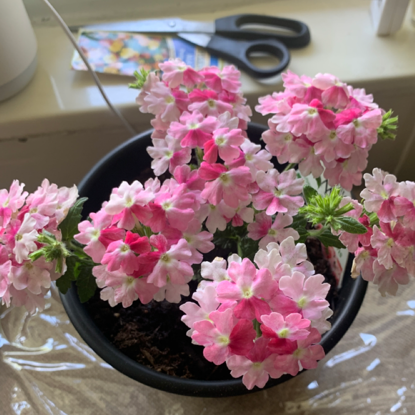 Photo of the plant species Rose Vervain by Whitney named Aria on Greg, the plant care app